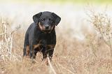 BEAUCERON - PUPPIES 139